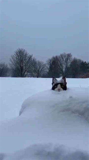 Cat in deep snow for the first time