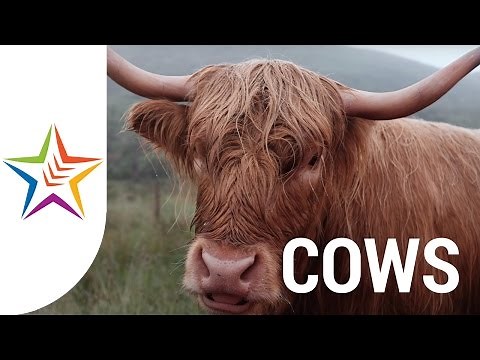 COW SOUNDS and NOISE for kids and babies - Part 1