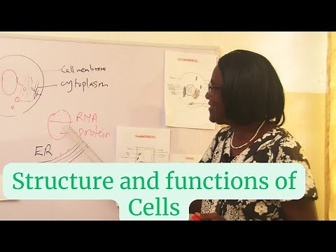 Structure and functions of plant and animal cells