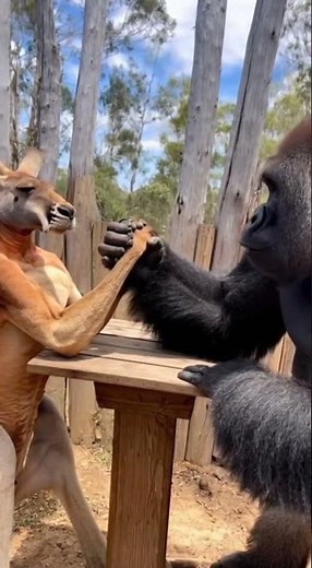 Muscular Kangaroo vs Gorilla — Epic Arm Wrestling Showdown Ends in a Draw