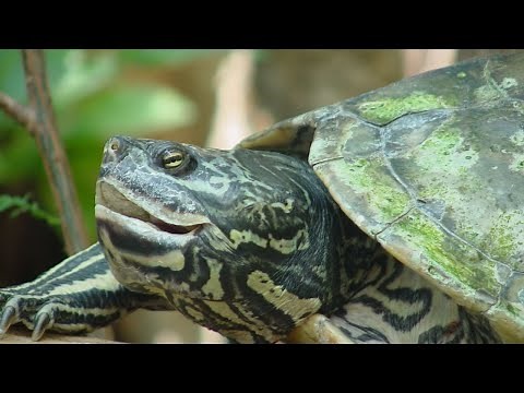 🐢 The Auditory Mystery Do Turtles Have Ears 🎧