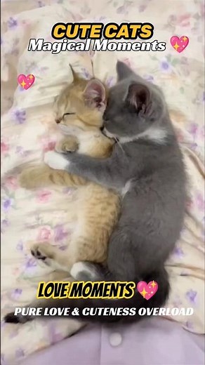 Cute Cats Love Moments 🐱💖 | Cuteness Overload Compilation 😍 | Cat Hugging & Kissing! #cat #funnycat
