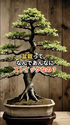 【早口雑学】なぜ盆栽は日本の文化になった？そのルーツは武士の「自己鍛錬」にあった！