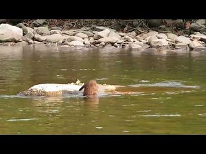 American Minks - Pennsylvania River Nature