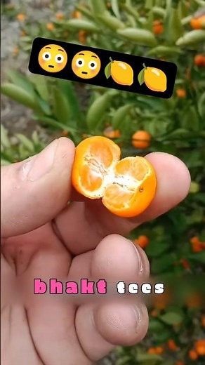 These Tiny Fruits Actually Exist! 🍉🍌 World's Smallest Fruits Will Shock You 🤯 #shorts