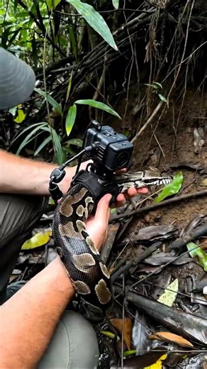 Inside a Python’s Burrow 🐍 | Real Micro-Camera POV Wildlife Footage #shorts