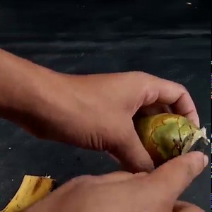 3.3M views · 25K reactions | How to grow coconut tree from coconut | How to grow coconut tree at home | Rana Craft | Facebook