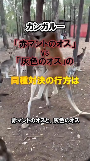 Rare red kangaroo showdown: "Red coat" vs. "Grey coat"! Who wins? #kangaroo #animalfacts #wildkin...