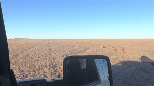 #coyotehuntingwithgreyhounds #coyotehunting | coyotes videos