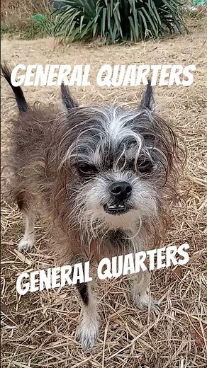 GENERAL QUARTERS - Grimsby Sounds The Alarm #chihuahua
