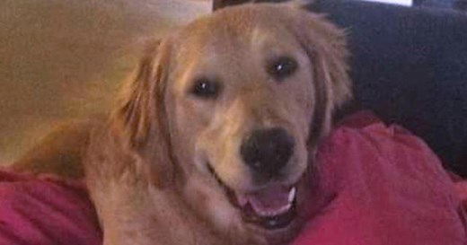Common sweetener Xylitol blamed for dog deaths