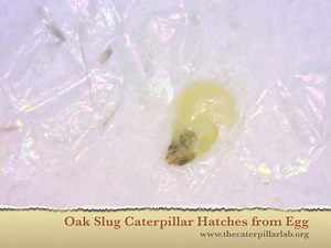 Watch a spiny oak slug caterpillar, Euclea delphinii hatch from its egg! A final video to finish off our Caterpillar of the Week! Slug caterpillars have very unique, flat, and clear eggs. Like little cellophane envelopes. Because of this, you can witness a baby slug caterpillar develop from start to finish! Can you make out all the already hatched eggs surrounding the caterpillar in the video? After the caterpillar hatches it will pump out its first set of spines. The bright colors and patterns 