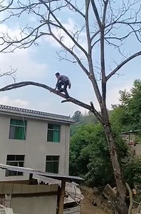 1.7M views · 9.5K reactions | A brave man with his professional skills cutting a tall tree stand cover the | Orq. Nueva Expresión Garcilasina | Facebook