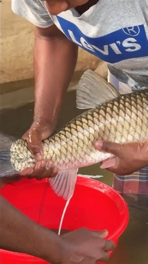 Amazing Mrigel Fish Breeding System #shorts