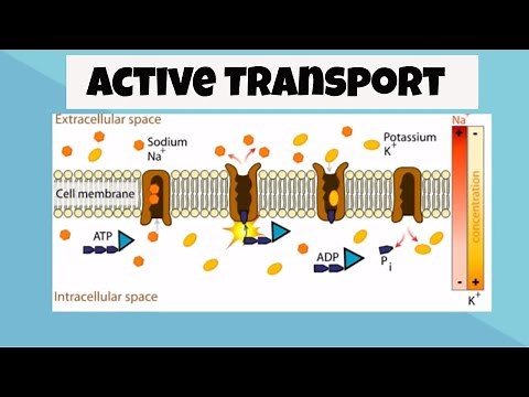 Three Types of Active Transport in Cells ( Exocytosis-Endocytosis-Pumps)