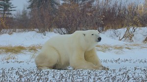 A big pack of wolves could take down a polar bear. But with only three against one, who is predator and who is prey? Watch the action unfold in the Canadian Arctic with wildlife filmmaker Bertie Gregory. | National Geographic Animals
