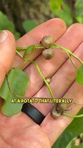 Can I eat these wild potatoes growing in the air?! Here are a few lookalikes you should know. We talked about how to distinguish from Dioscorea villosa in the video. There is also Moonseed (Cocculus carolinus), which has more spreading leaf venation, red berries, and no prominent tuber. And Greenbriar which Chinese yam often grows by that has more firm leaves and stems and the stems are armed. Wild yam contains some raphides that can be irritating. Cooking may reduce the reaction slightly. In my