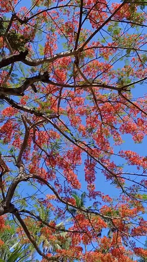 9.4K views · 104 reactions | It's Flame Tree season and our streets are painted in our favourite shades of red. #flametree #yanucaisland | Shangri-La Yanuca Island, Fiji | Facebook