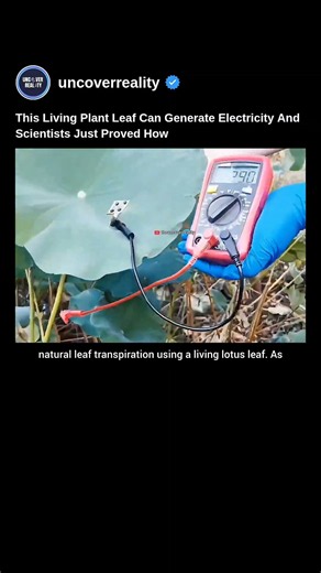 Breakthrough: This Living Plant Leaf Can Generate Electricity. Heres How #plants #shorts #tech