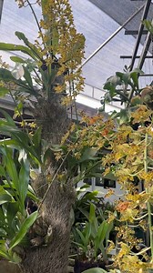 13K views · 388 reactions | Grammatophyllum Ampera Bridge #orchid #plantsmakepeoplehappy #tropicalgarden | Leni March | Facebook