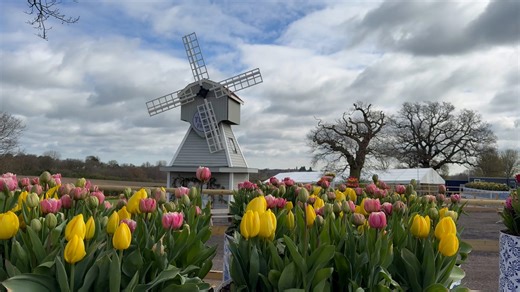 Tulleys Tulip Garden in Hatton bursts into colour with spring bloom display