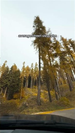 larch trees doing their thing 💅