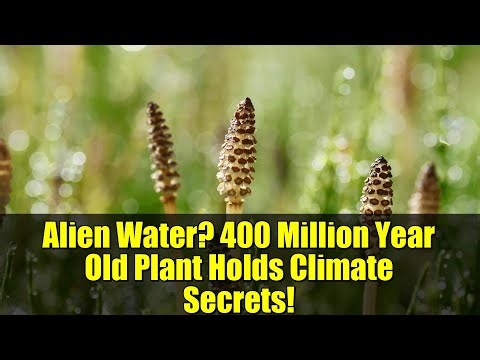 Alien Water? 400 Million Year Old Plant Holds Climate Secrets!