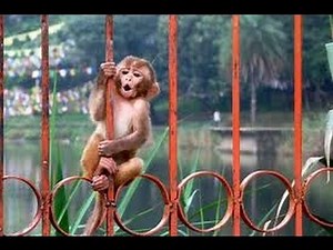 Retarded Monkey Tries to Climb Tower