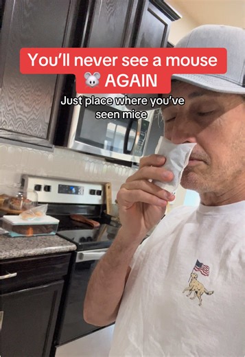 Effective Mouse Repellent Solutions for Homeowners