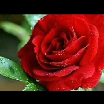 Beautiful Red Roses.Rose.Red Rose.Beautiful Red Roses vew.Beautiful Red Roses in the world.love
