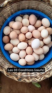 27K views · 640 reactions | ŒUF de LA POULE (élevage du poulet local en Afrique) #viralreelsfbpage #elevageponde #pouletgoliath #elevagepoulet #provenderie #investiraupays #elevage #pouletlocal #provende #agriculteurs | Emmanuel L'Agronome | Facebook