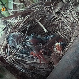767K views · 5K reactions | Something came to the bird's nest. | Review Bird Nest | Facebook
