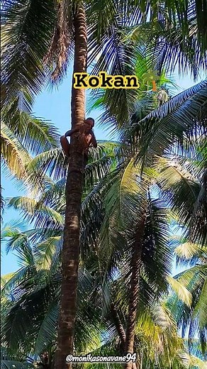 कोकण🌴❤️#konkan#monsoon #explore #rainyday #youtubeshorts#maharashtra #ratnagiri#viral#video