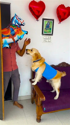 मेरे डॉगी ने आज मेरे से क्या चीज मांग ली और फिर उसने क्या किया😱 #funnydogs #shorts