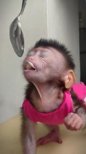 Take care of and feed Baby Monkey Chiro regularly #babymonkey #animallover #animals #ReelMonkey #reelsvideo #shortsvideos #shortsvideo #videomonkey #shortsfeed #Monkeyreels #MonkeyLife #Videofunny #reels2023 #MonkeyLife | Newly Monkey Reel