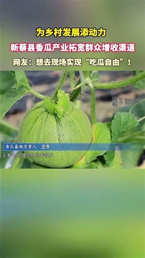 近日，河南駐馬店新蔡縣丁灣村的種植大棚迎來豐收，棚內香瓜與應季蔬菜碩果累累。特色大棚產業既提升村民收入，也提供就近就業崗位，以種養產業助力鄉村全面振興。#鄉村振興 #特色農業