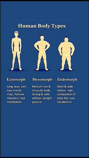 Human Body Types: Ectomorph Mesomorph and Endomorph