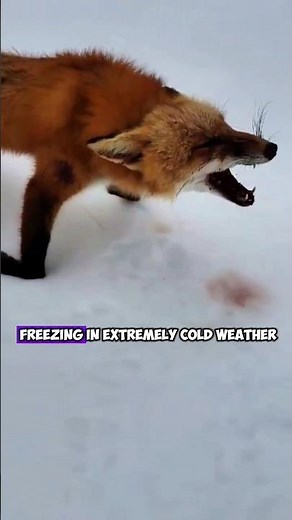 Frozen Wolves and Foxes: Surviving the Harsh Winter Days of the Wild #FrozenWildlife #shorts