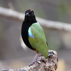 Hooded pitta (Pitta sordida) | BIRDS & Nature