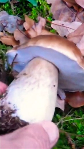 Porcini da Favola: Il Bosco Non Delude Mai. #nature #shortvideo #funghiporcini.