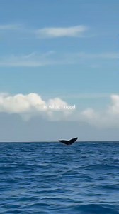 5.4K views · 113 reactions | Humpback whales are mammals who need air just like we do! Like all filter feeding whales, they breathe through two blowholes on top of their heads, popping up to the surface for a quick breath before diving back down again.  #maui #whalewatching #whaleseason #lahaina #hawaii | Hawaii Ocean Rafting | Facebook