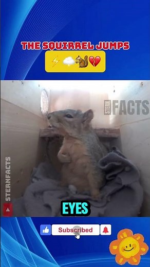 Thunder vs. Squirrel: The Cutest Freak-Out Ever