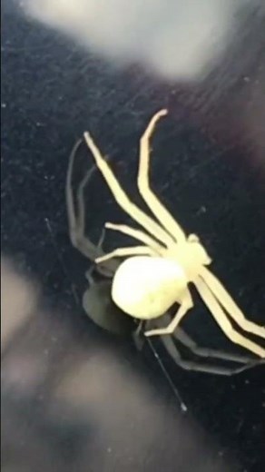 white ALBINO SPIDER “ultra creepy” (crab spider)