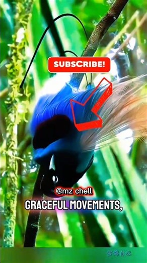 The Mesmerizing Beauty of the Bird of Paradise