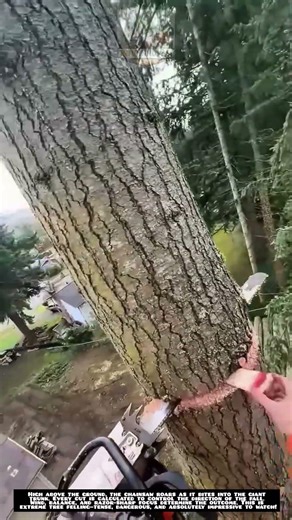 High-Altitude Tree Felling That Will Make Your Heart Race!