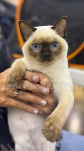 𝐓𝐎𝐍𝐊𝐈𝐍𝐄𝐒𝐄 𝐊𝐈𝐓𝐓𝐄𝐍. 𝐶𝐸𝐶𝐶𝐻𝐸𝑇𝑇𝐼 𝑇𝑂𝑊𝐸𝑅 𝑂𝐹 𝐹𝐴𝑇𝐸 𝑂𝐹 𝐴𝐿𝐿𝐸𝑆𝐸 “𝐹𝐴𝑇𝐸”. Ok we won’t lie, we are 𝐛𝐞𝐬𝐨𝐭𝐭𝐞𝐝. #tonkinesecats #tonkinese #cutekittens | New Vision Cat Club