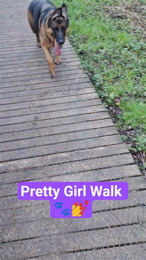 The iconic German Shepherd gait 🐾💅