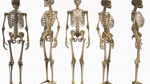 Squelette humain : définition, rôle, anatomie
