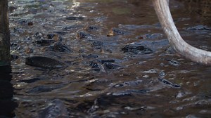 Carp fish feeding at water surface