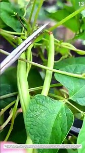 Fresh Beans: How Green Pods Are Harvested by Cutting